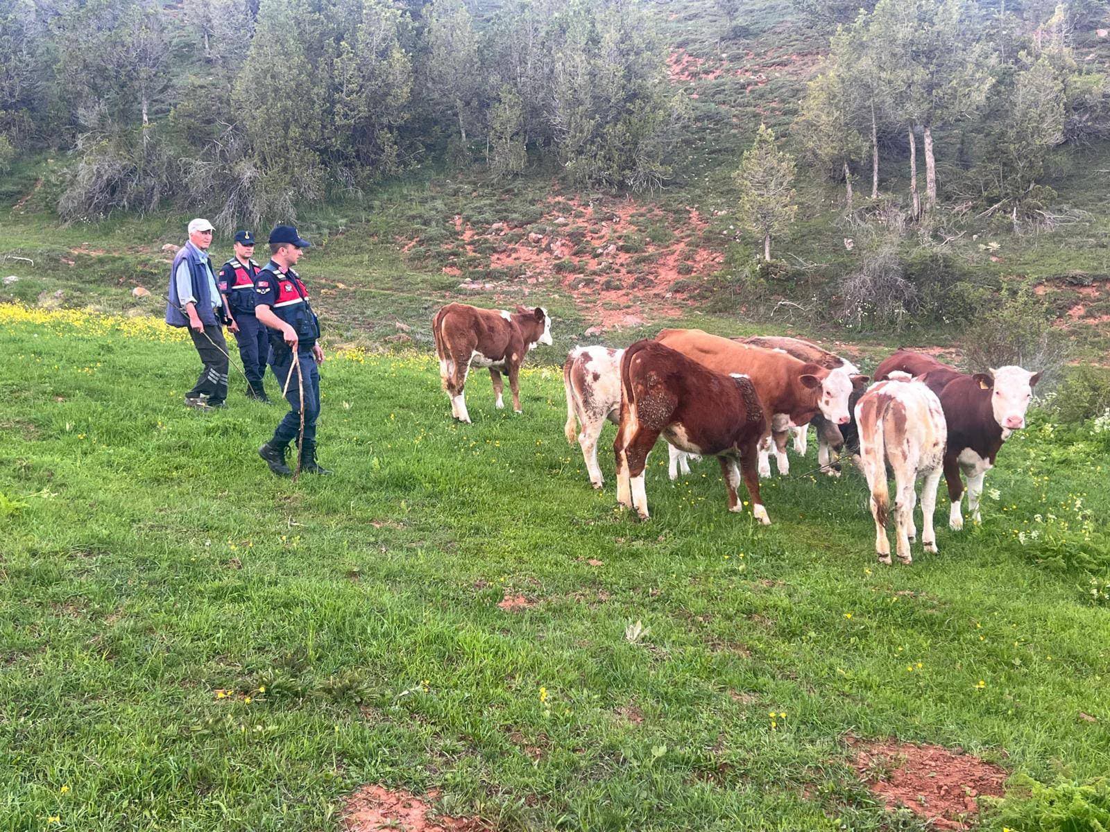 KAYBOLAN HAYVANLARI JANDARMA BULDU