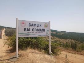 BAL ORMANI SAYISI 17 OLDU