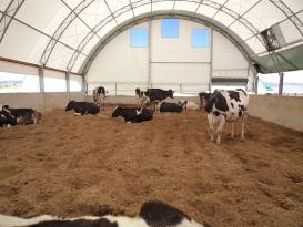 HAYVANCILIĞA YÜZDE 70 HİBELİ ÇADIR DESTEĞİ