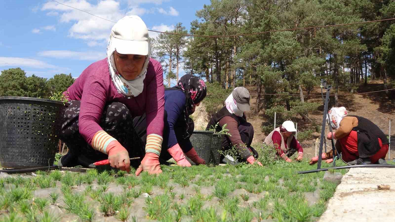 AKDAĞMADENİ YETİŞTİRİYOR TÜRKİYE YEŞERİYOR