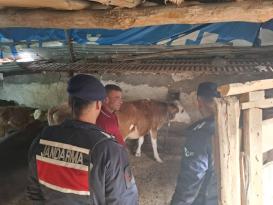 JANDARMA, KAYIP BÜYÜKBAŞ HAYVANLARI SAHİBİNE TESLİM ETTİ